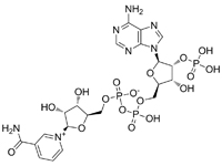 β-煙酰胺腺嘌呤二核苷酸磷酸